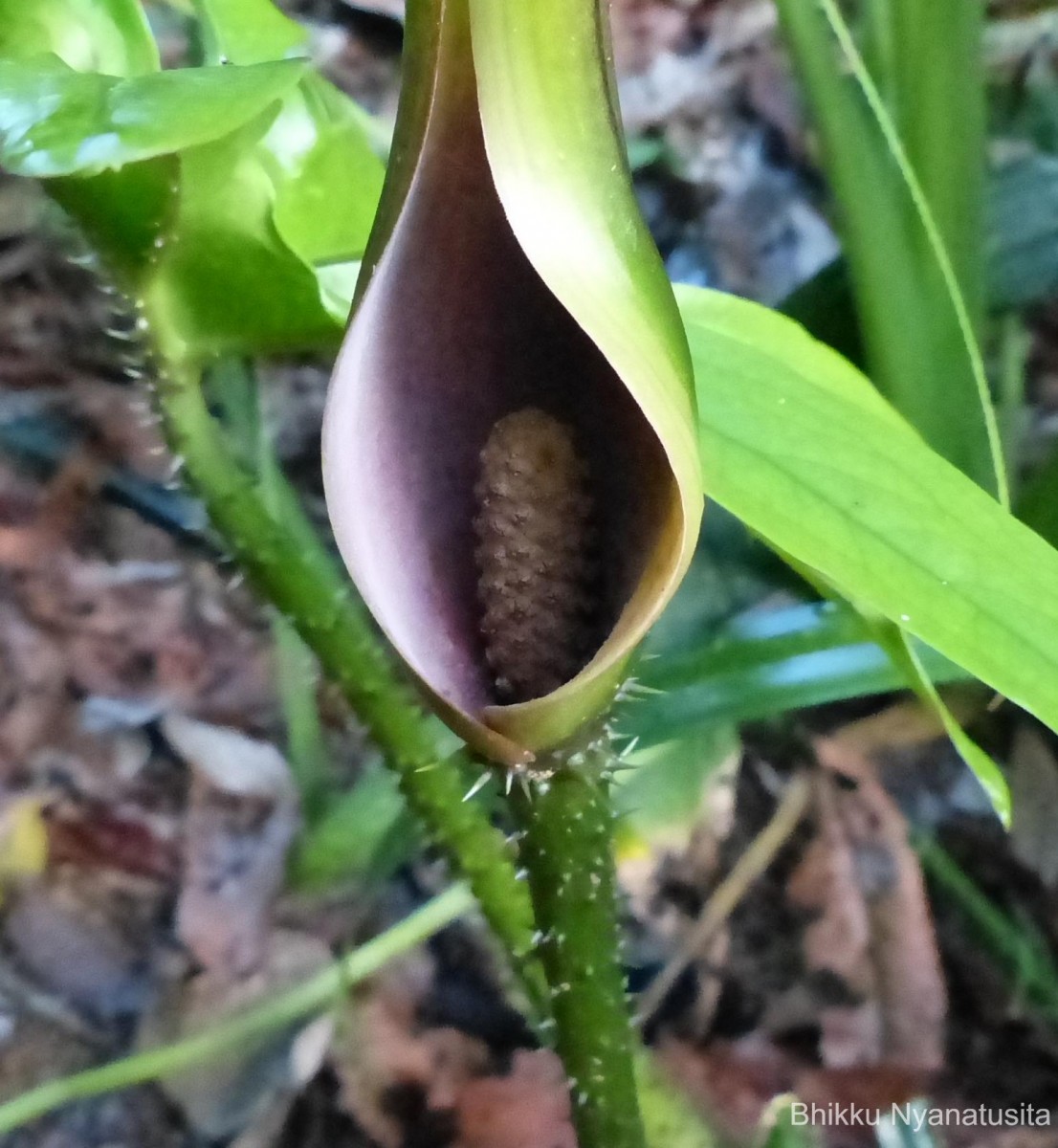 Lasia spinosa (L.) Thwaites